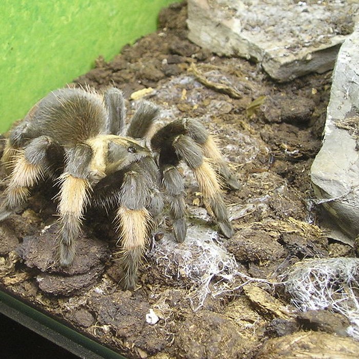 Photo de Musée dhistoire naturelle de Lille