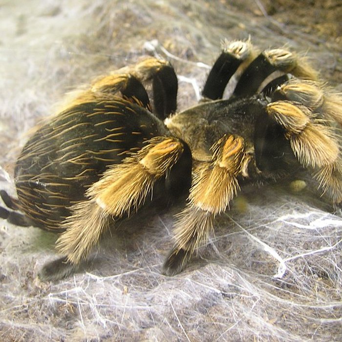 Photo de Musée dhistoire naturelle de Lille