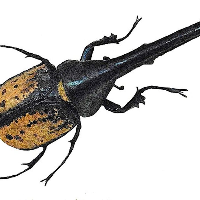 Photo de Musée dhistoire naturelle de Lille