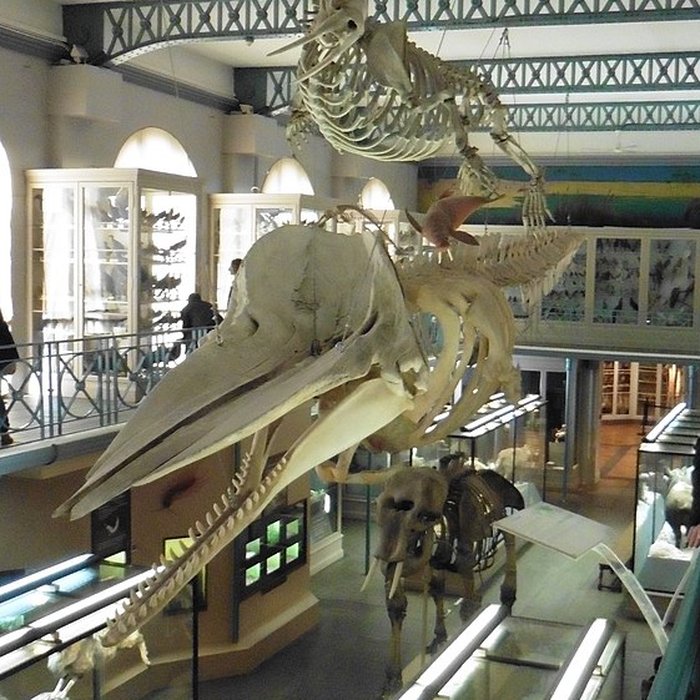 Photo de Musée dhistoire naturelle de Lille