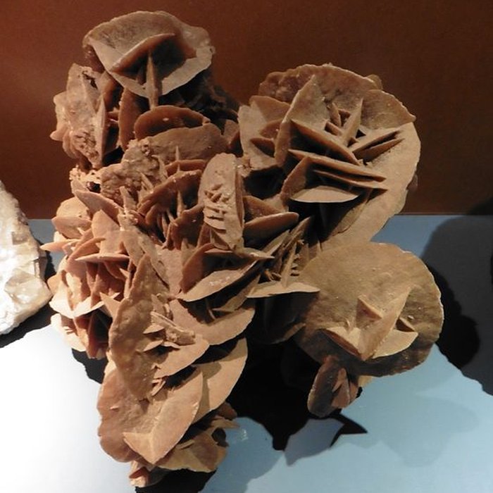 Photo de Musée dhistoire naturelle de Lille