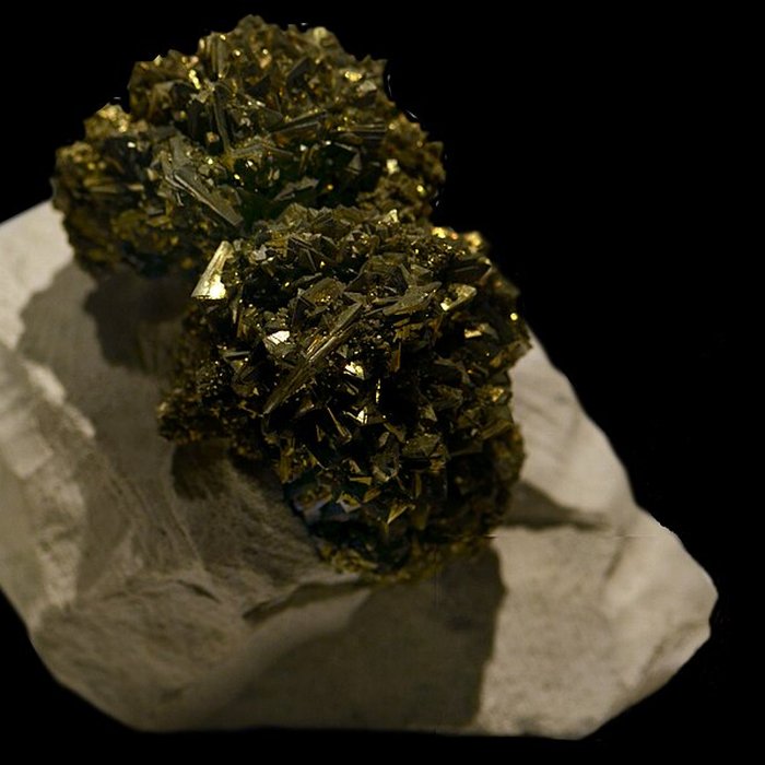 Photo de Musée dhistoire naturelle de Lille