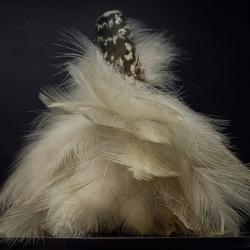 musee d histoire naturelle de lille