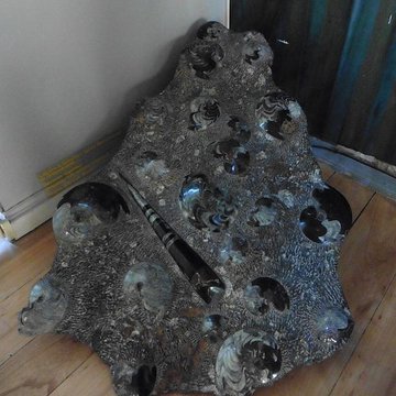 Musée dhistoire naturelle de Lille