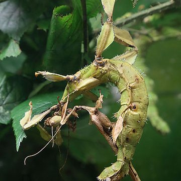 Musée dhistoire naturelle de Lille