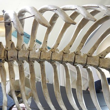 Musée dhistoire naturelle de Lille