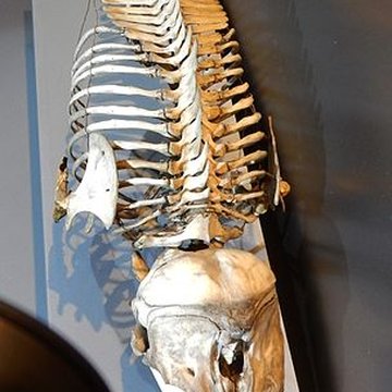 Musée dhistoire naturelle de Lille