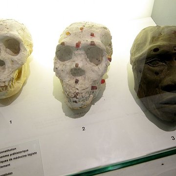 Musée dhistoire naturelle de Lille