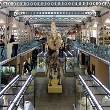 Musée dhistoire naturelle de Lille