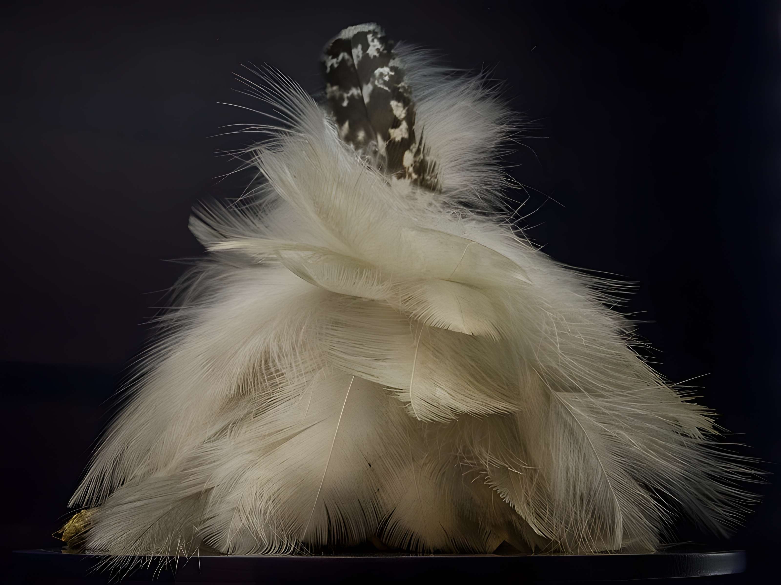 Musée d'histoire naturelle de Lille