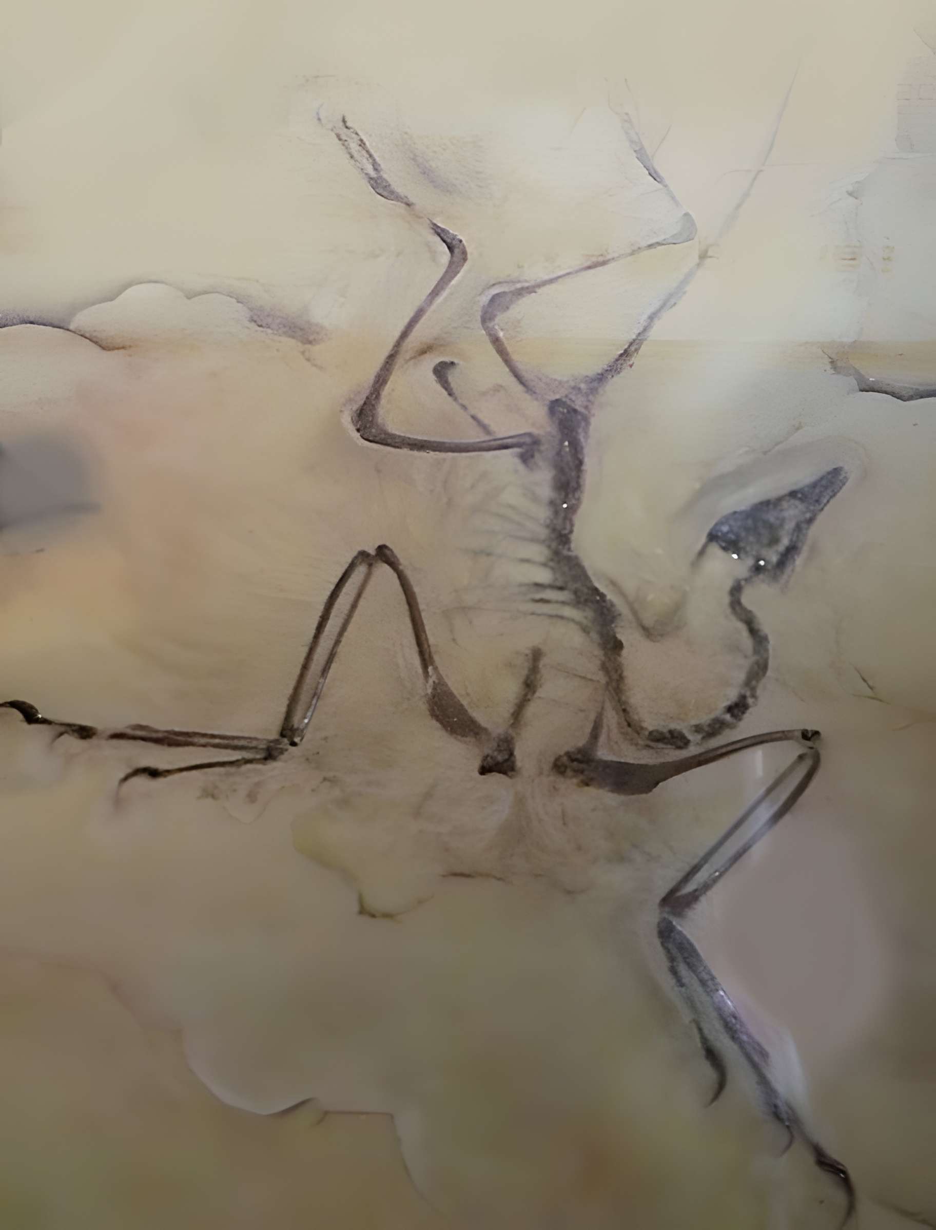 Musée d'histoire naturelle de Lille