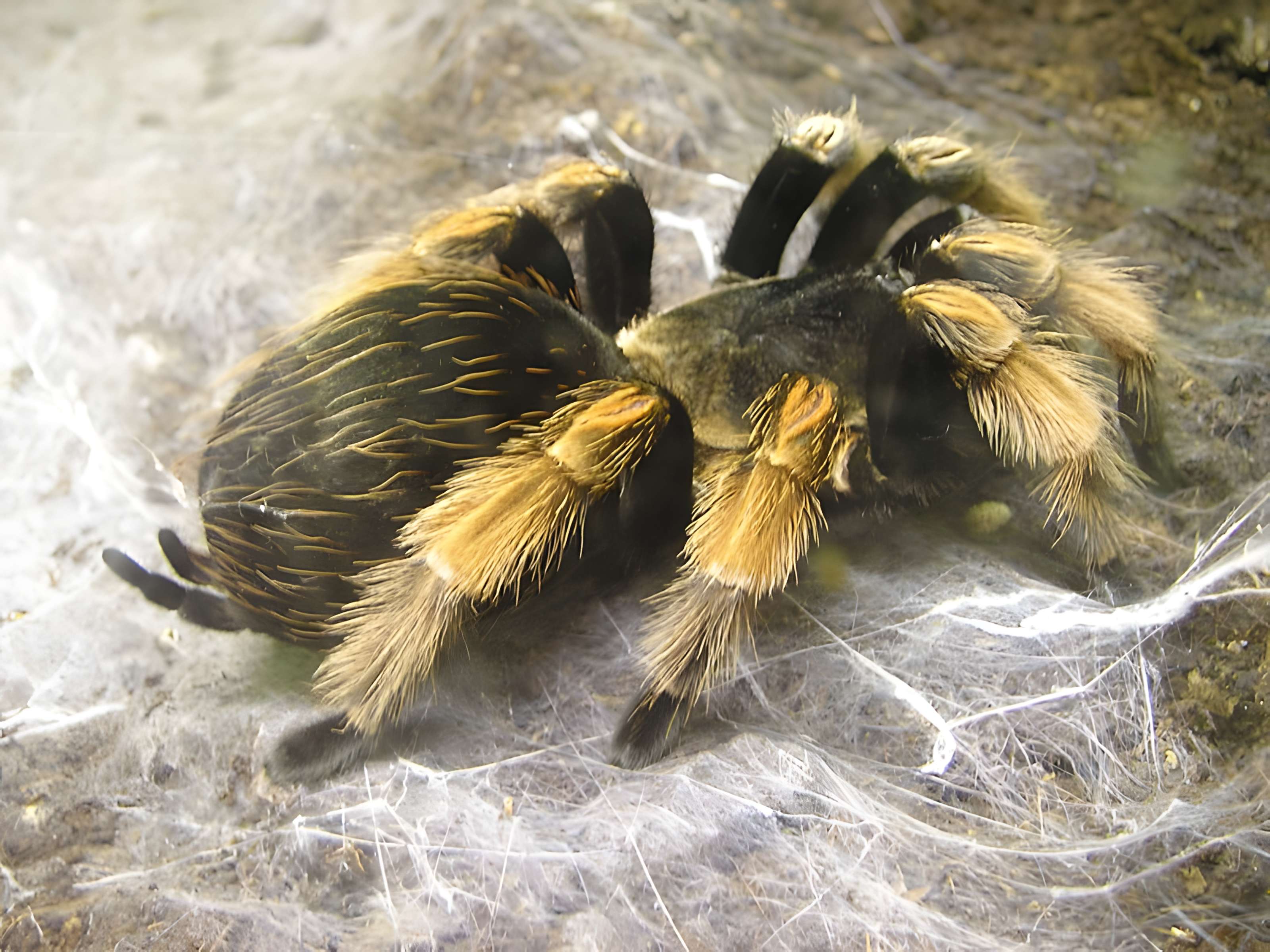 Musée d'histoire naturelle de Lille