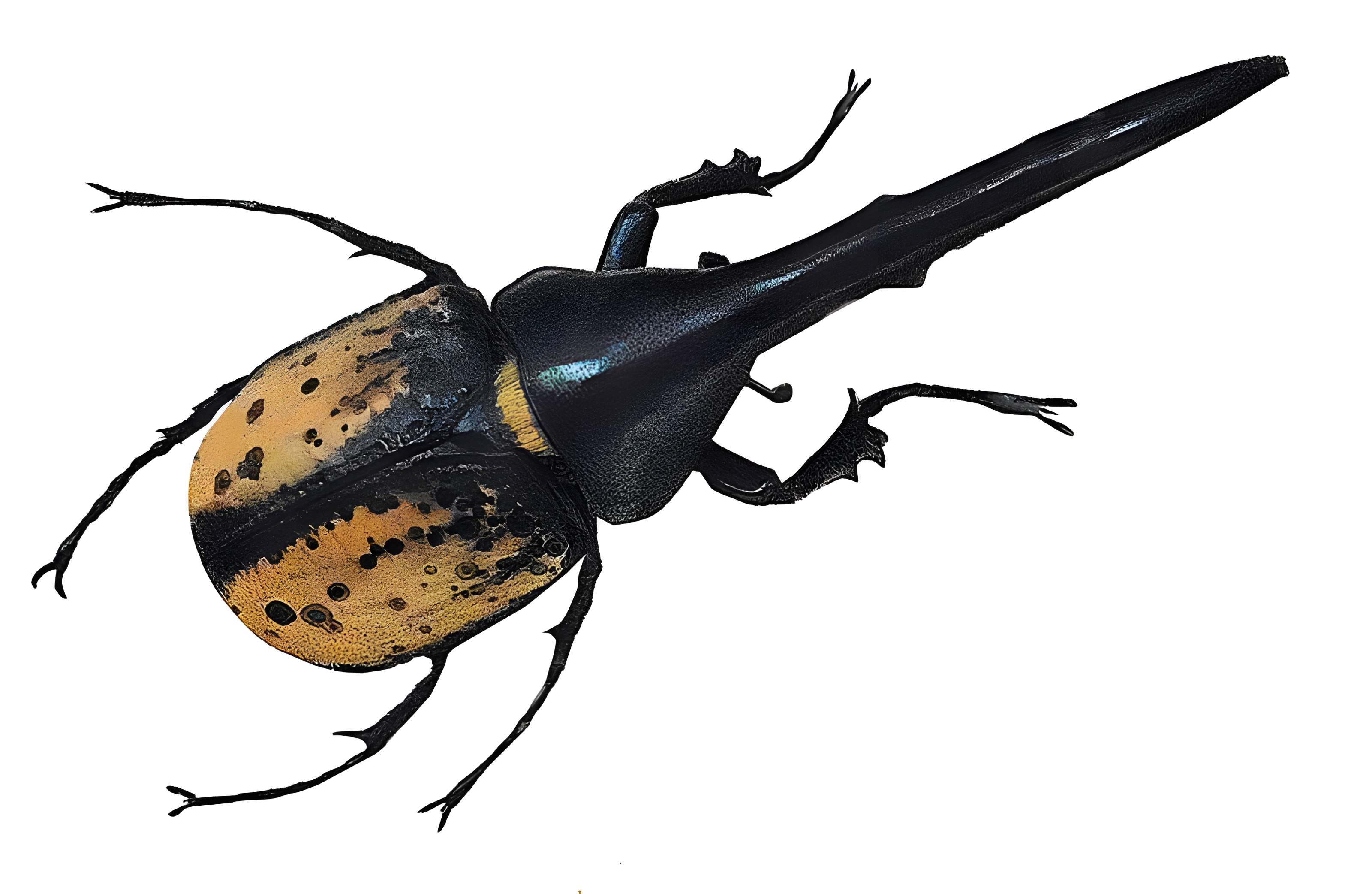 Musée d'histoire naturelle de Lille