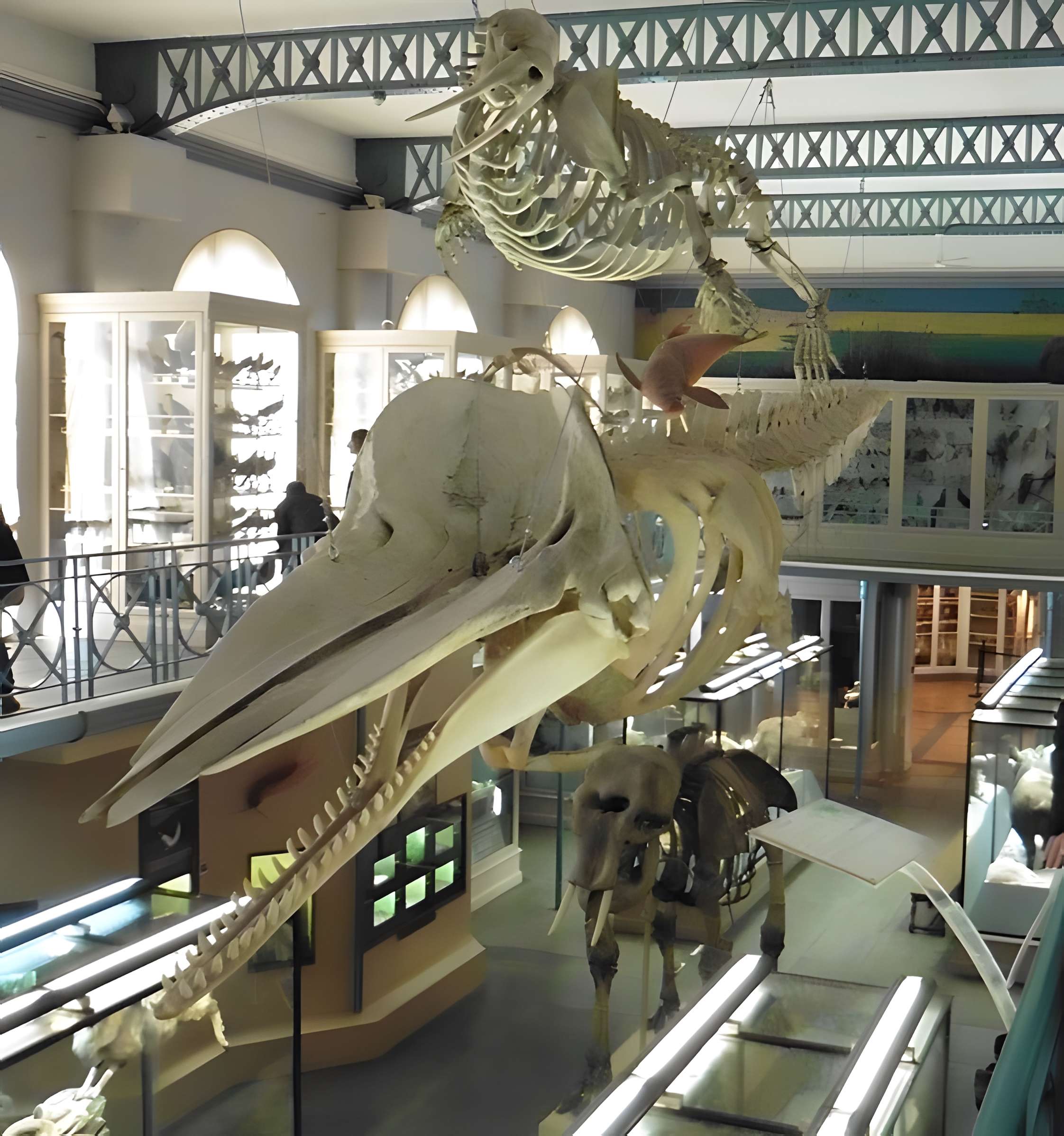 Musée d'histoire naturelle de Lille