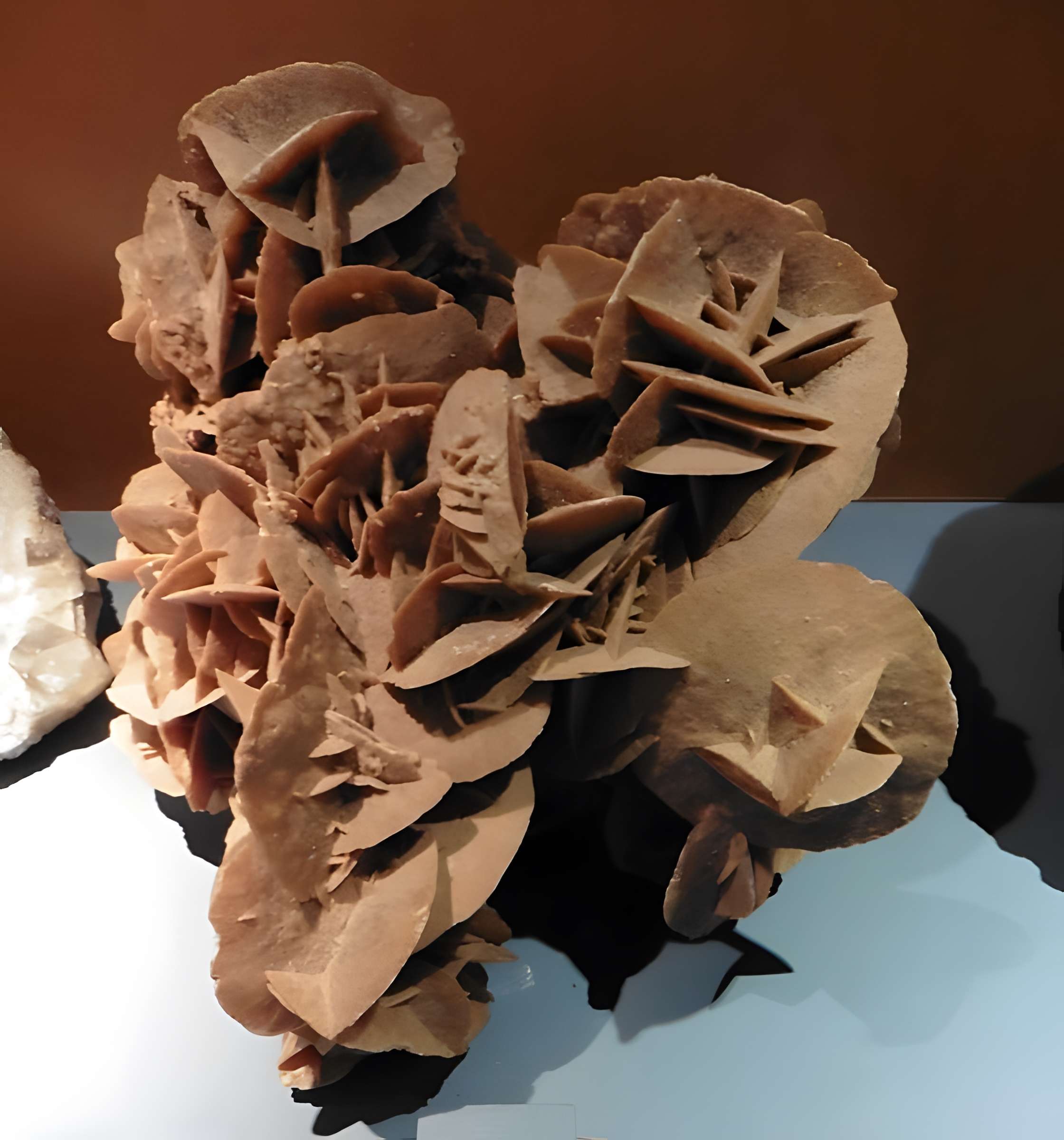 Musée d'histoire naturelle de Lille