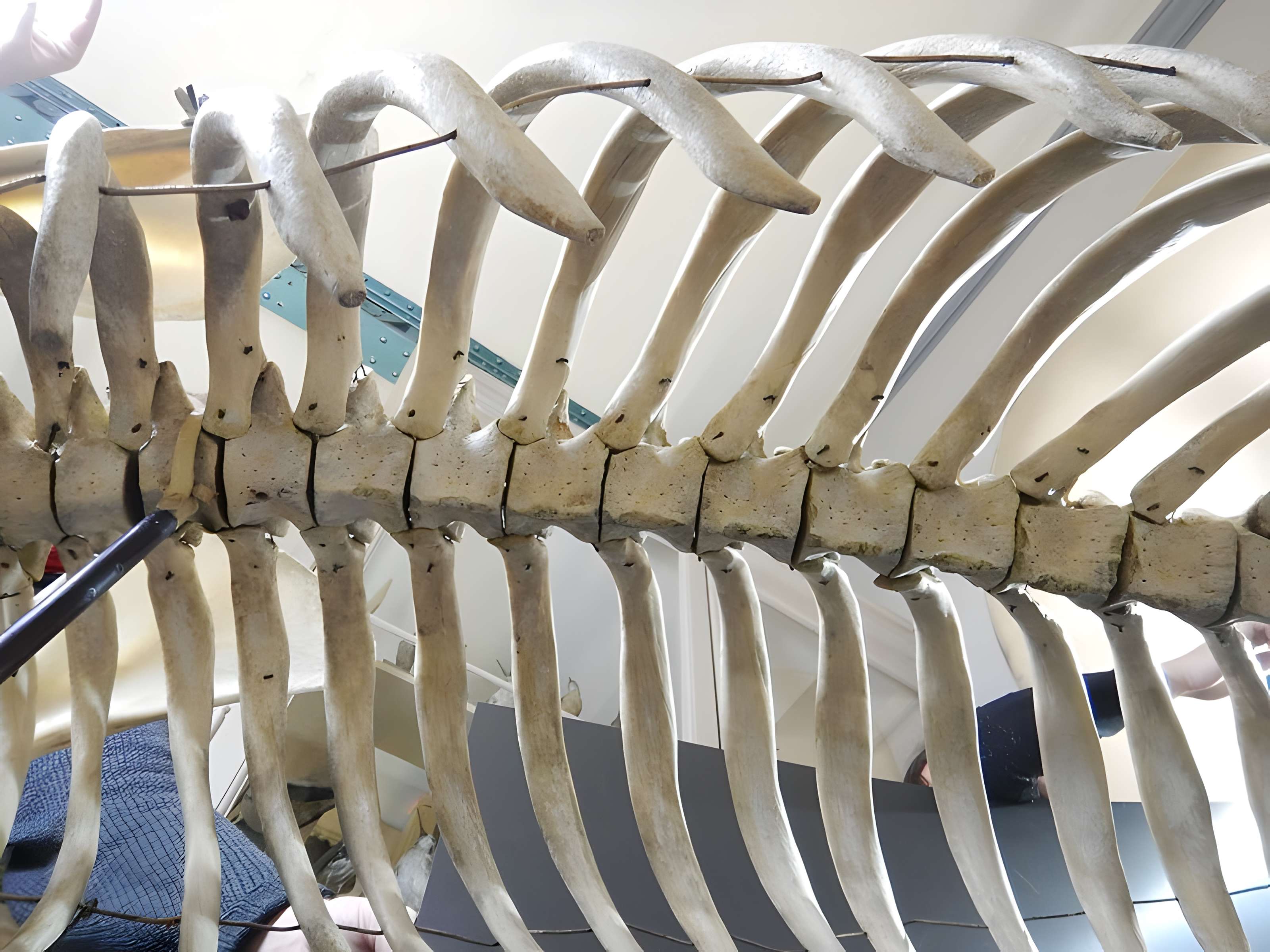 Musée d'histoire naturelle de Lille