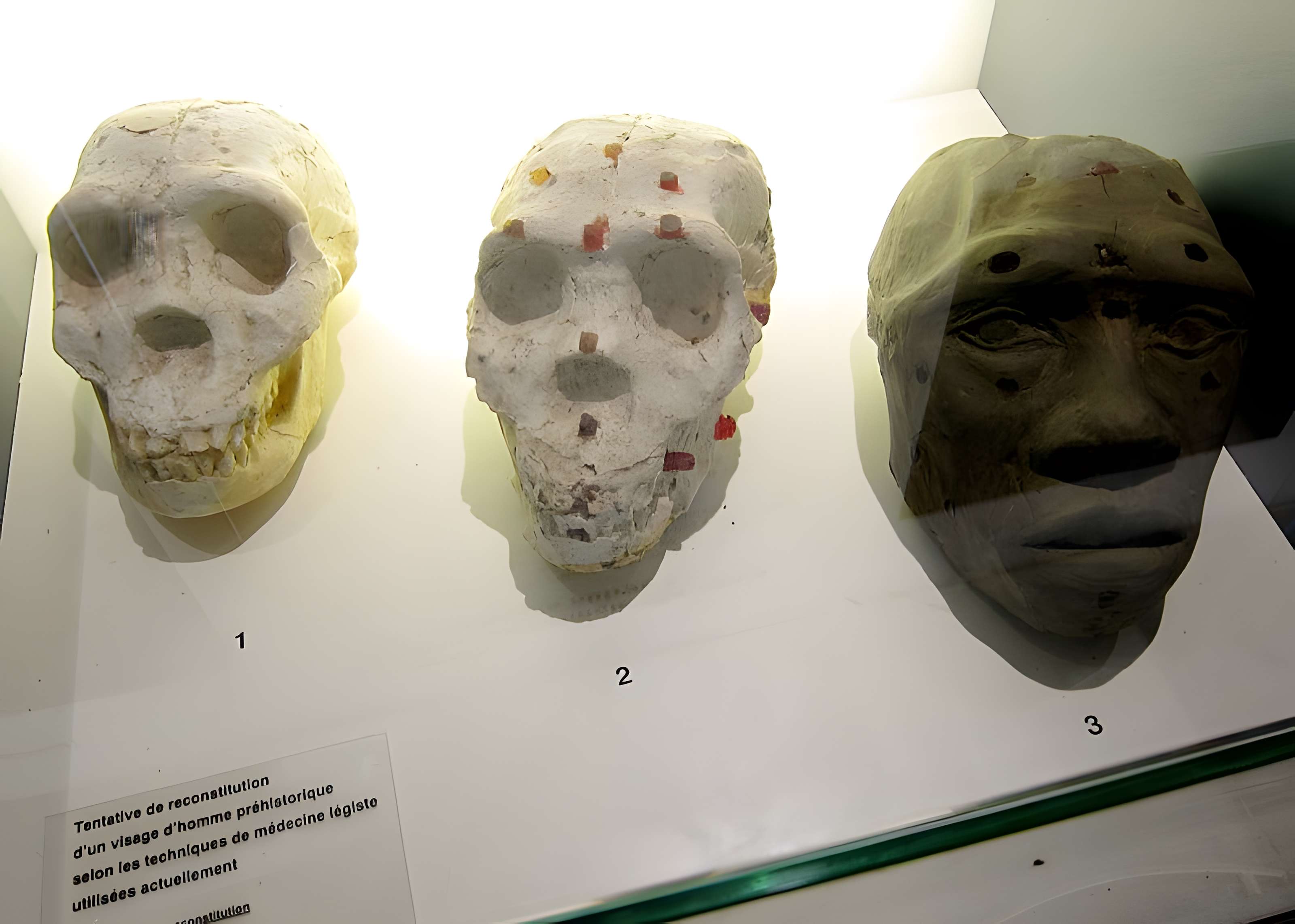 Musée d'histoire naturelle de Lille