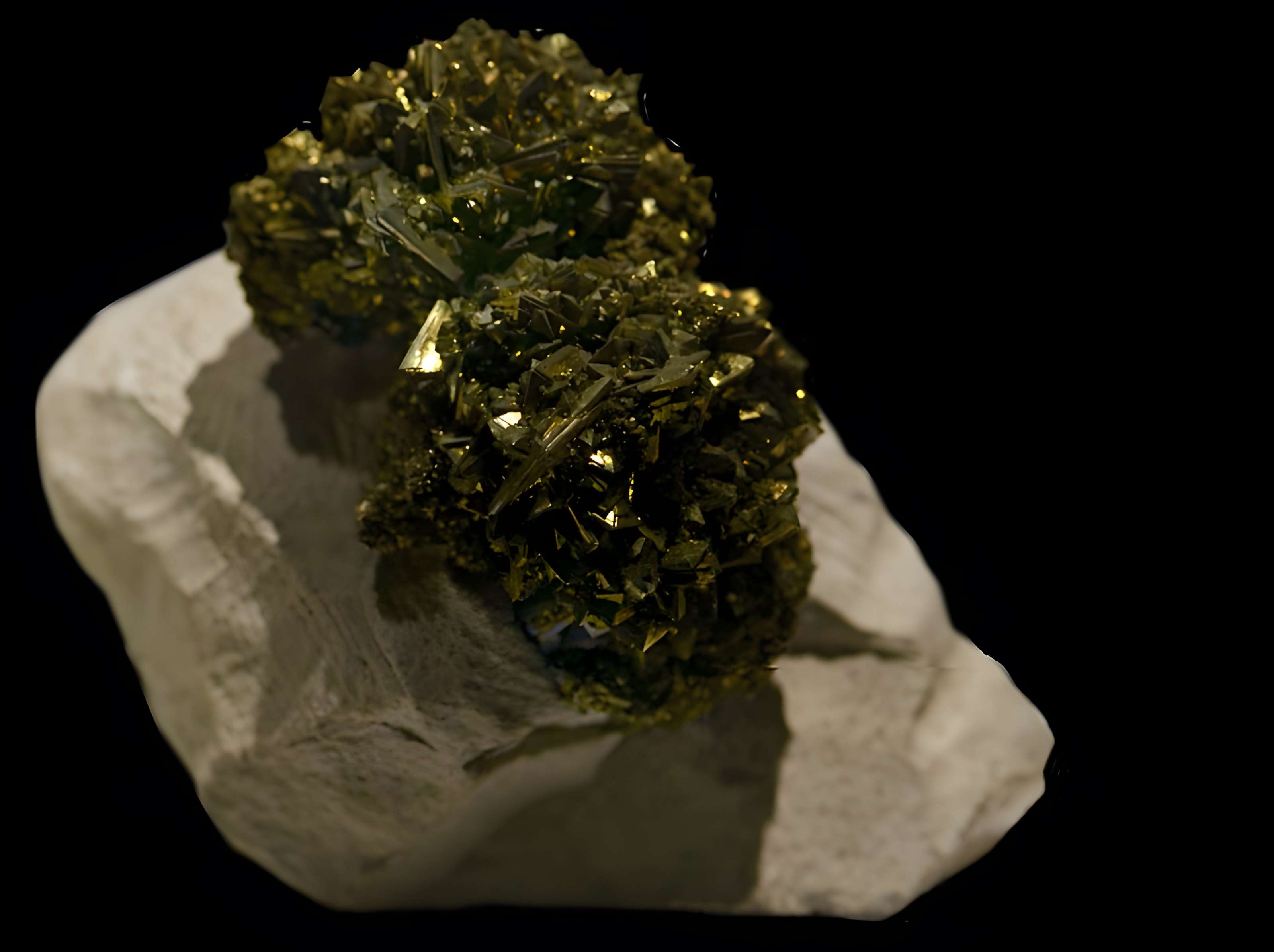 Musée d'histoire naturelle de Lille