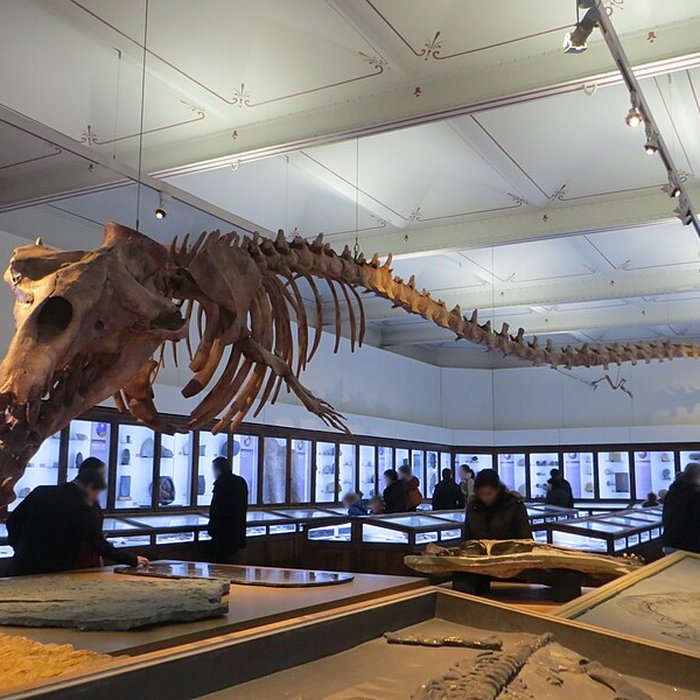 Photo de Muséum dhistoire naturelle de Nantes