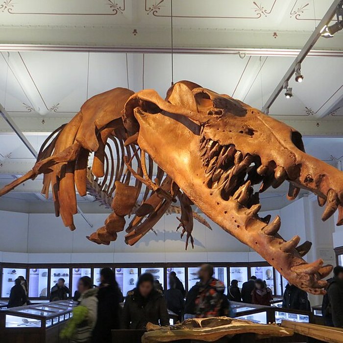 Photo de Muséum dhistoire naturelle de Nantes