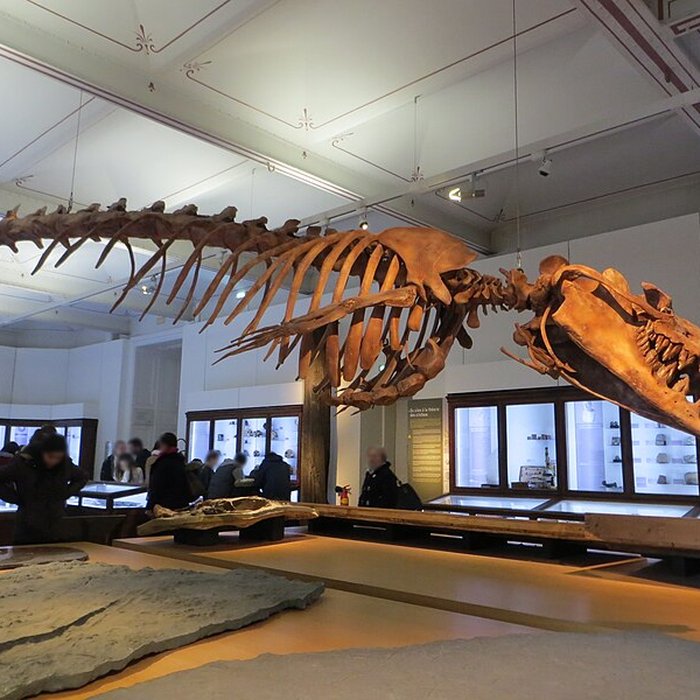 Photo de Muséum dhistoire naturelle de Nantes