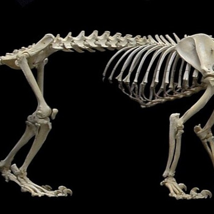 Photo de Muséum dhistoire naturelle de Nantes