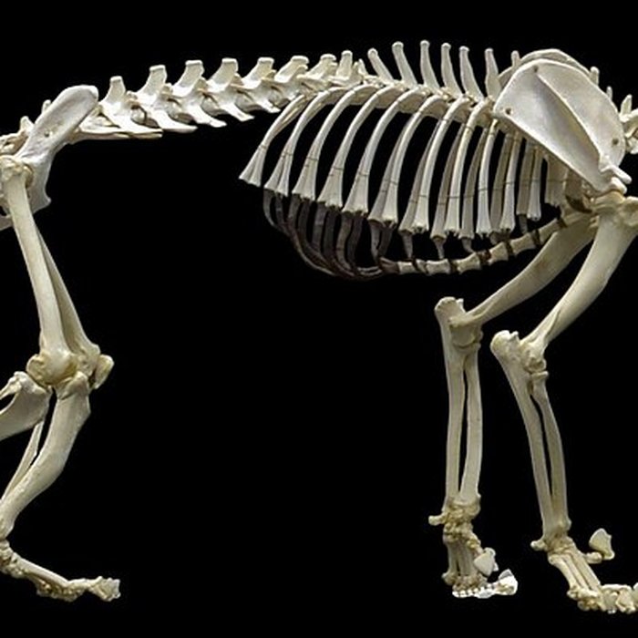 Photo de Muséum dhistoire naturelle de Nantes