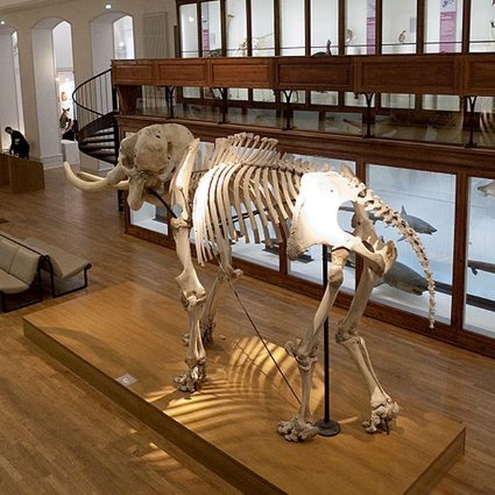 Photo de Muséum dhistoire naturelle de Nantes