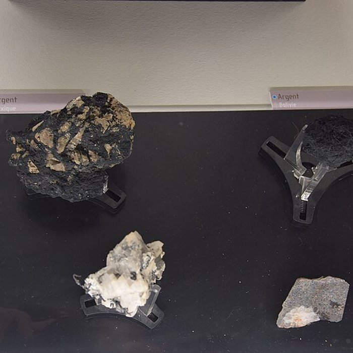 Photo de Muséum dhistoire naturelle de Nantes