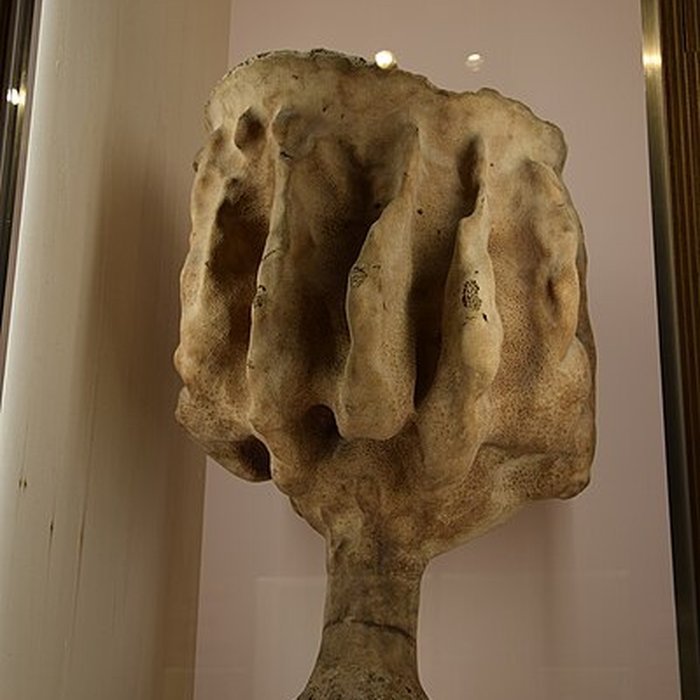 Photo de Muséum dhistoire naturelle de Nantes