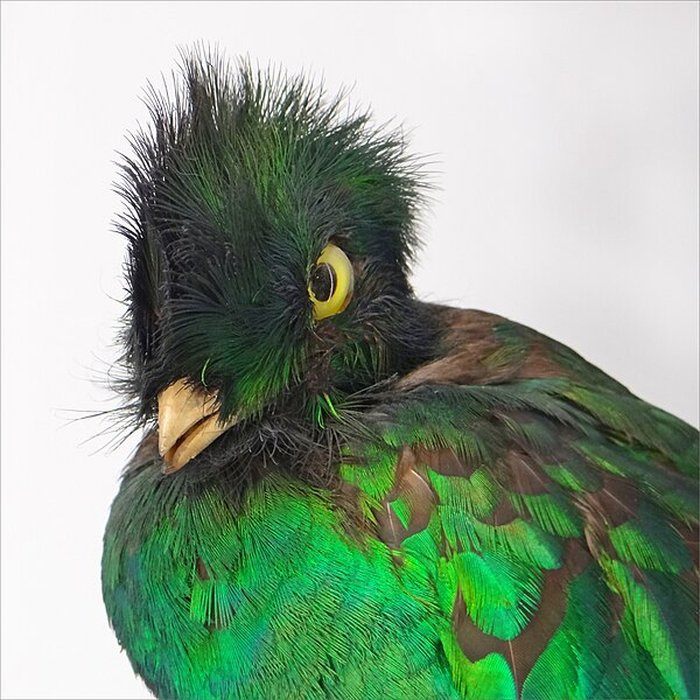 Photo de Muséum dhistoire naturelle de Nantes