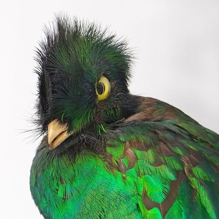 Photo de Muséum dhistoire naturelle de Nantes