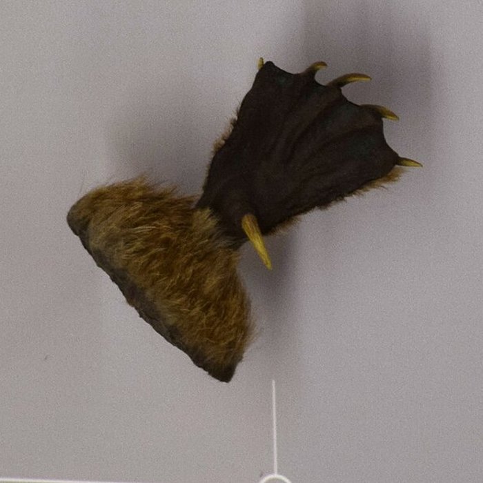 Photo de Muséum dhistoire naturelle de Nantes