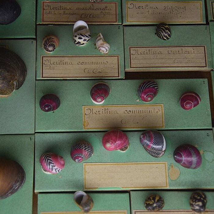 Photo de Muséum dhistoire naturelle de Nantes