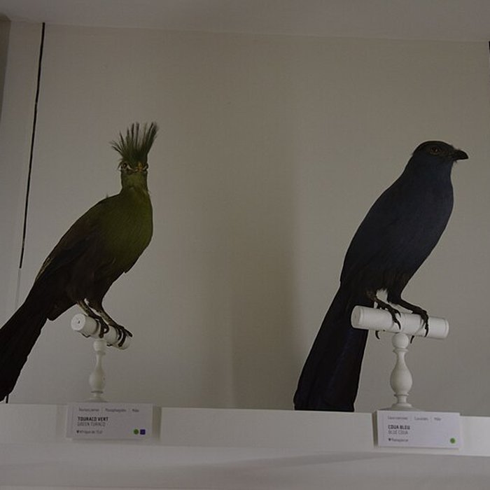 Photo de Muséum dhistoire naturelle de Nantes