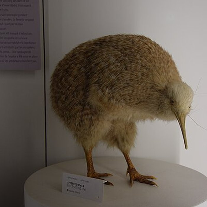 Photo de Muséum dhistoire naturelle de Nantes