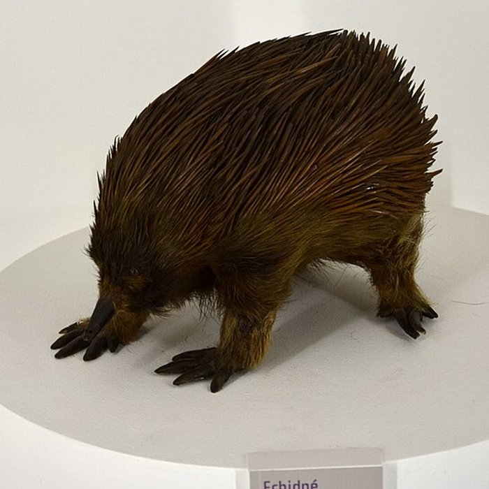 Photo de Muséum dhistoire naturelle de Nantes