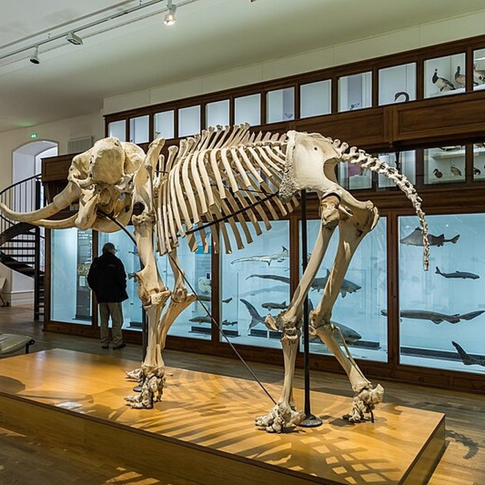 Photo de Muséum dhistoire naturelle de Nantes