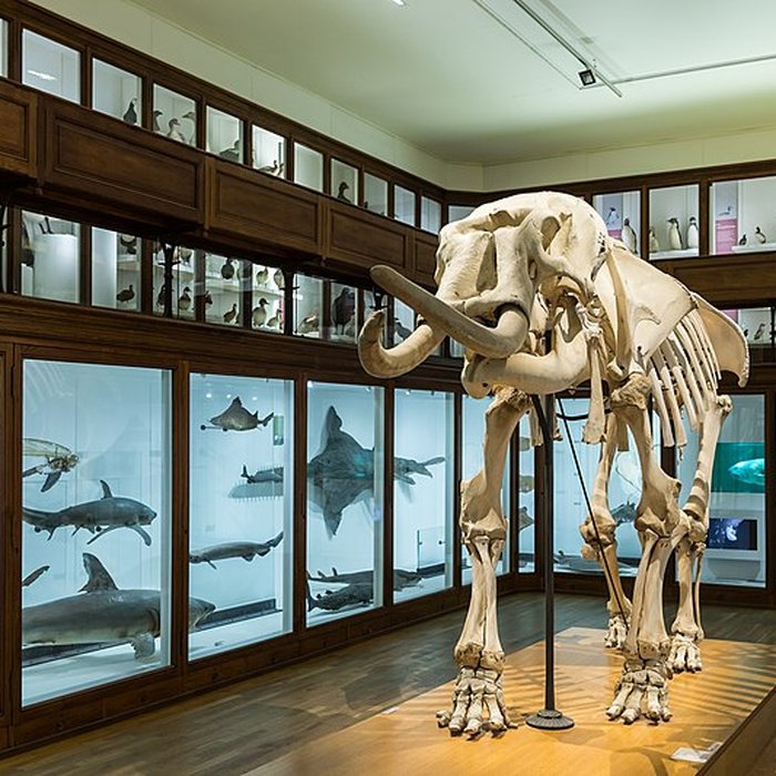 Photo de Muséum dhistoire naturelle de Nantes