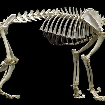 Muséum dhistoire naturelle de Nantes