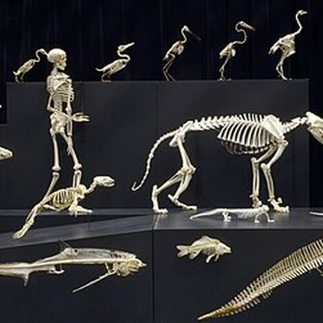 Muséum dhistoire naturelle de Nantes