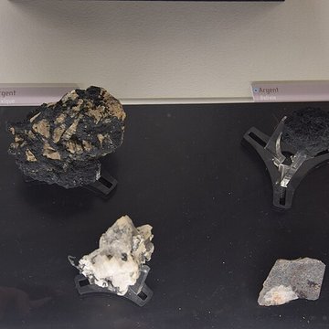 Muséum dhistoire naturelle de Nantes