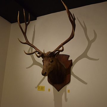 Muséum dhistoire naturelle de Nantes