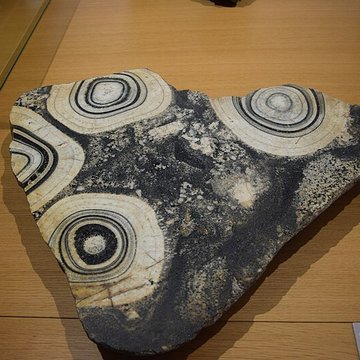 Muséum dhistoire naturelle de Nantes