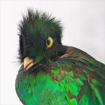 Muséum dhistoire naturelle de Nantes