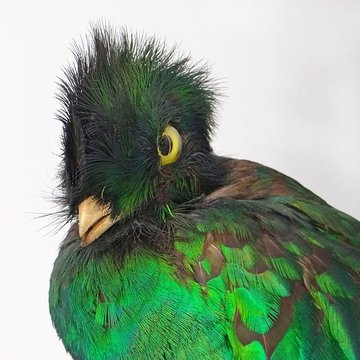 Muséum dhistoire naturelle de Nantes