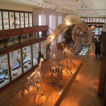 Muséum dhistoire naturelle de Nantes