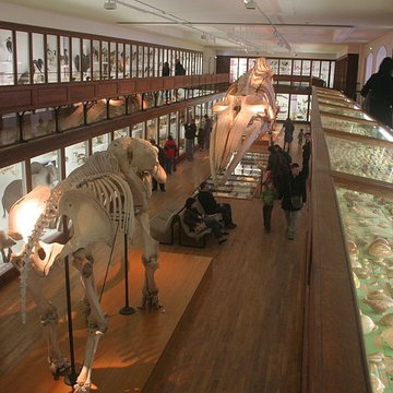 Muséum dhistoire naturelle de Nantes