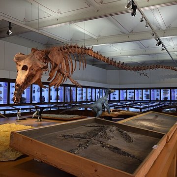 Muséum dhistoire naturelle de Nantes