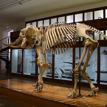 Muséum dhistoire naturelle de Nantes